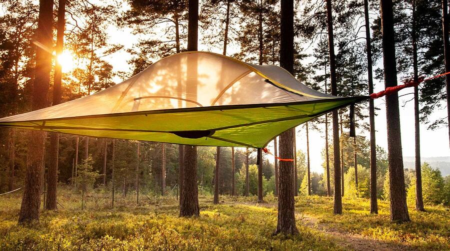 Installation dorée en forêt