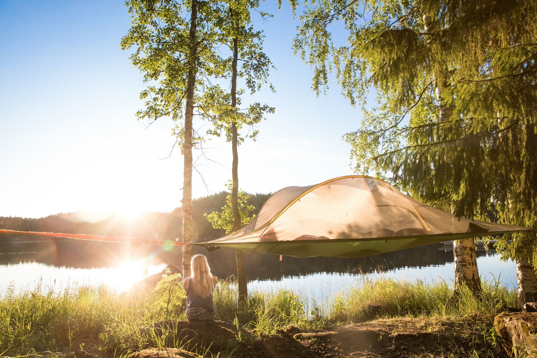 Forêt dorée au lever du soleil